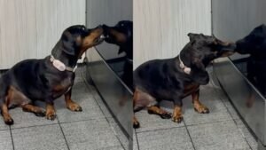 Perrito sorprende a su cuidadora con extraño comportamiento: ¿estaba “besando” su reflejo? | VIDEO