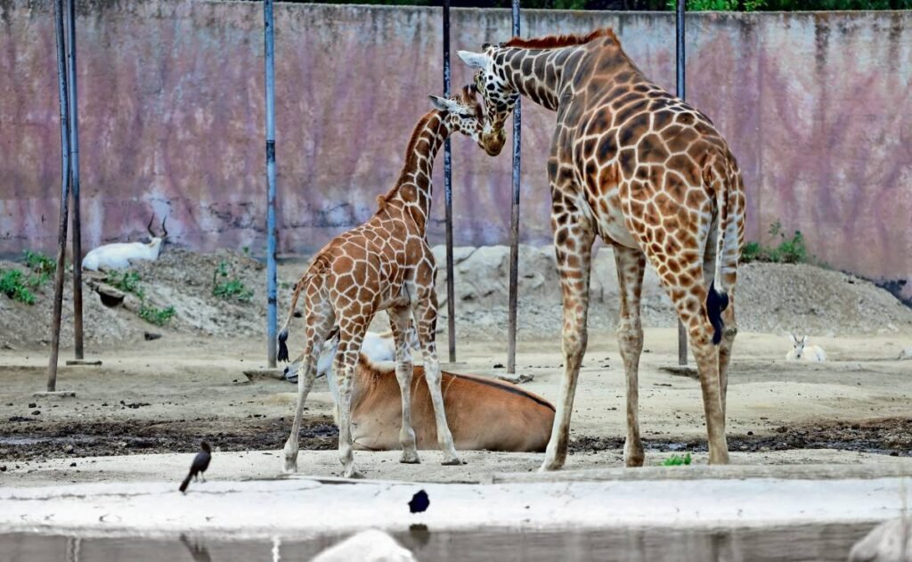 Crece familia de jirafas en San Juan de Aragón | El Universal