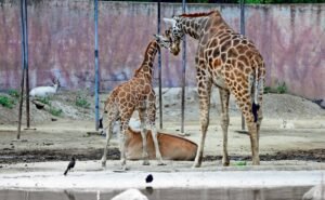 Crece familia de jirafas en San Juan de Aragón | El Universal
