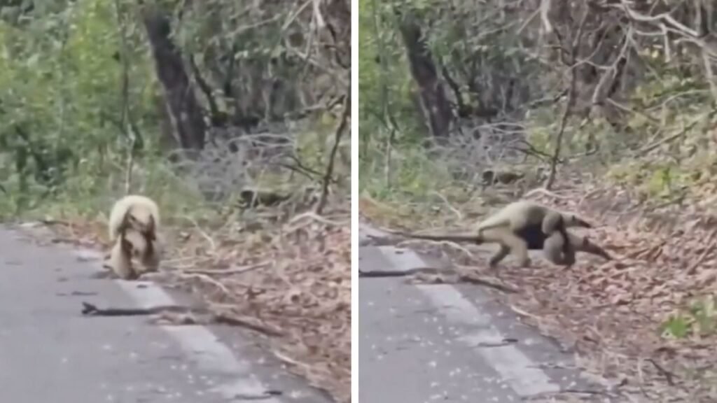 Captan tierno momento de una osa hormiguero con su cría en Calakmul; VIDEO desata comentarios en redes