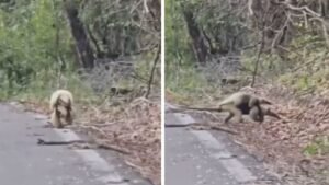 Captan tierno momento de una osa hormiguero con su cría en Calakmul; VIDEO desata comentarios en redes