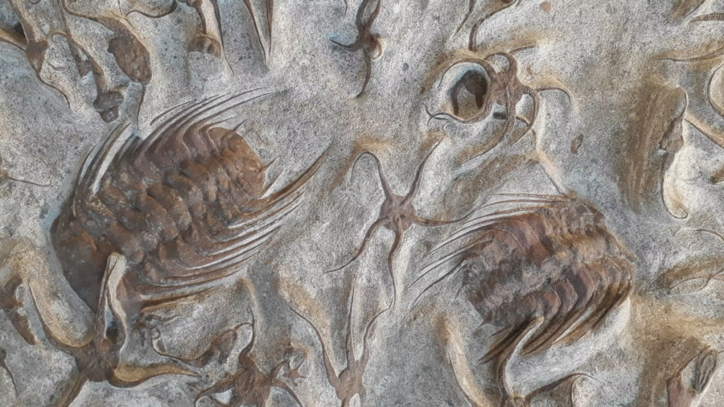 Enfermedades del pasado: trilobites heridos, dinosaurios cojos y otros machos prehistóricos