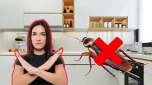¿Cómo ahuyentar las cucarachas de tu casa aprovechando su mayor debilidad? El truco que si funciona