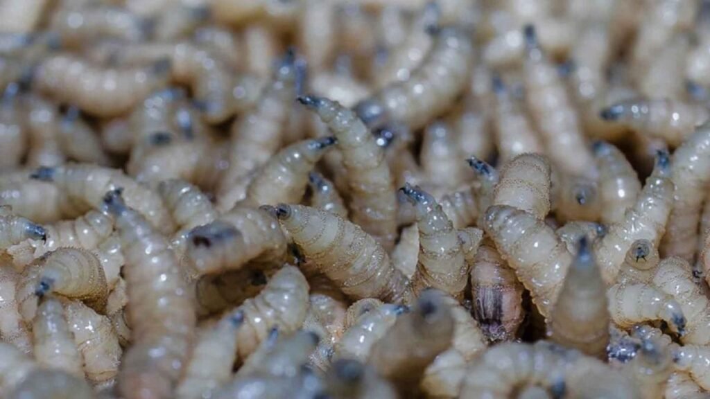 USDA detecta caso de gusano barrenador en una cabra ​de Coahuila, cerca de la frontera con ‌EU