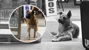 LOMITO VIRAL: perrito visita un restaurante todos los días a la misma hora… ¡y ahora lleva a sus amigos!