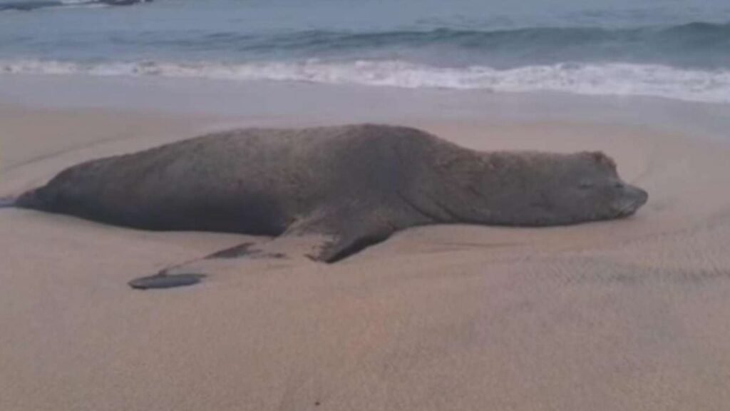 ¿De qué murió el lobo marino encontrado en Bahía de Banderas, Nayarit?