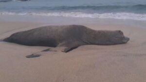 ¿De qué murió el lobo marino encontrado en Bahía de Banderas, Nayarit?