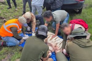 Muere Kenzo, tigre de bengala que escapó en Tepetlaoxtoc: Profepa aplicó protocolo de ‘contención letal’