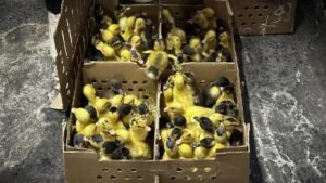 ‘Se venden bien’: Furor por ‘Merlín’ dispara compra de patos en CDMX; preocupación por su abandono