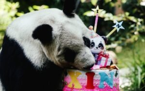¡Felicidades! La panda gigante Xin Xin cumple 36 años